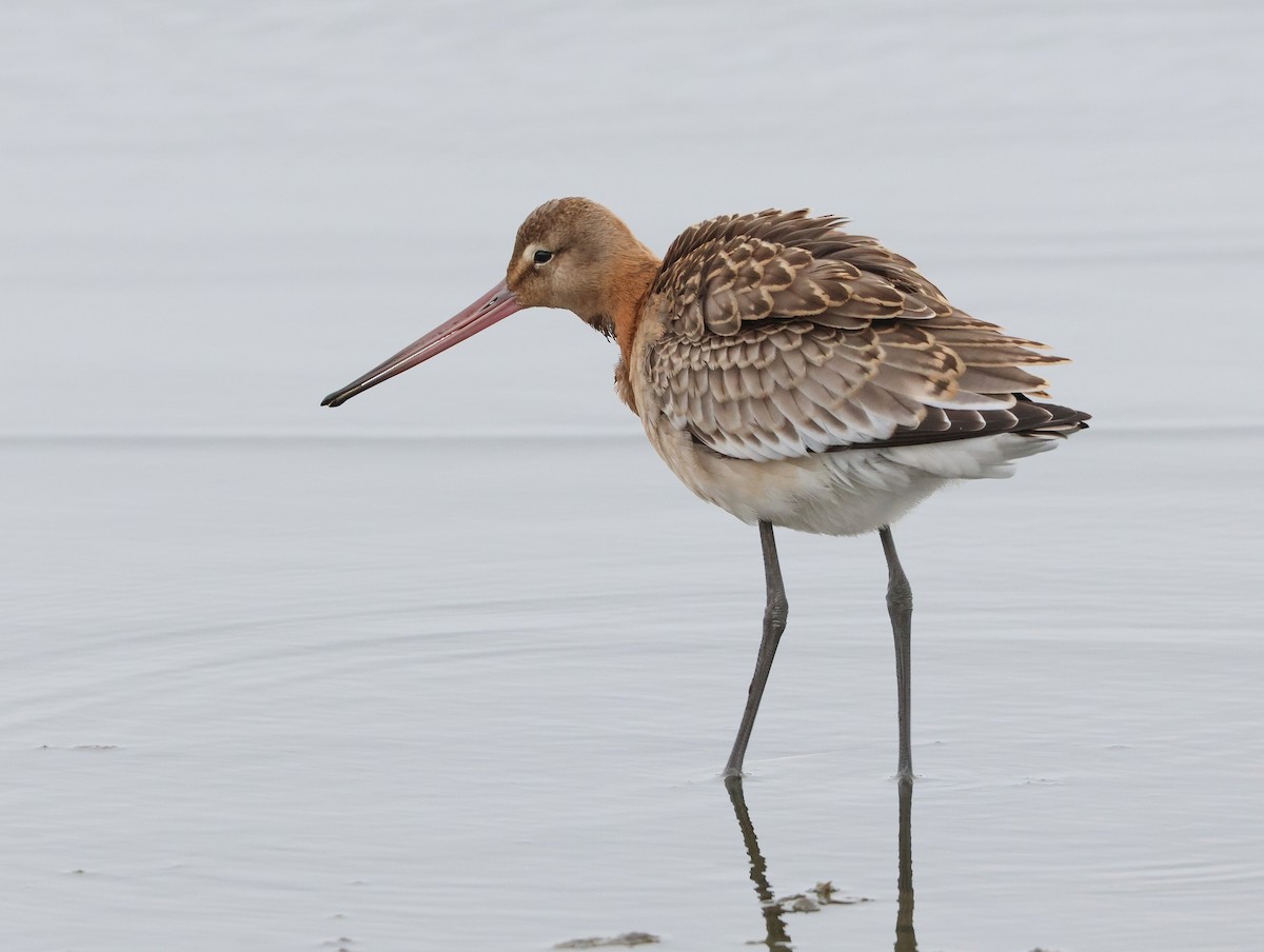 Black-tailed Godwit - ML642006620