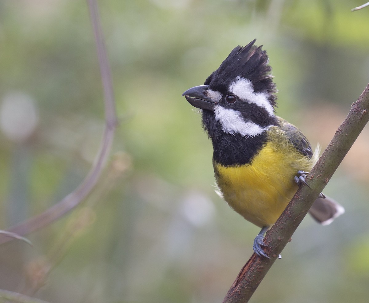 Eastern Shrike-tit - ML642006621