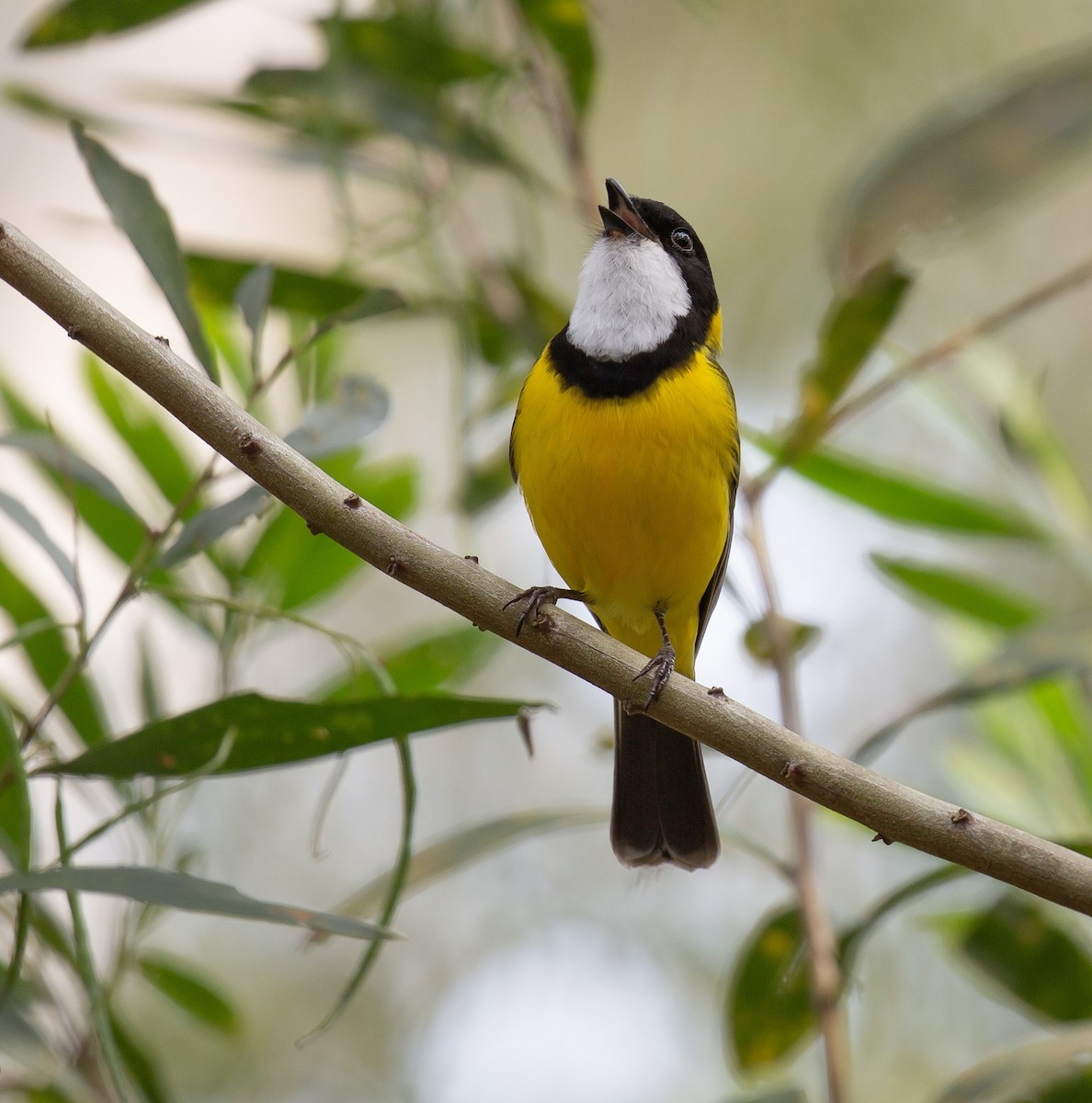 Golden Whistler - ML642006624