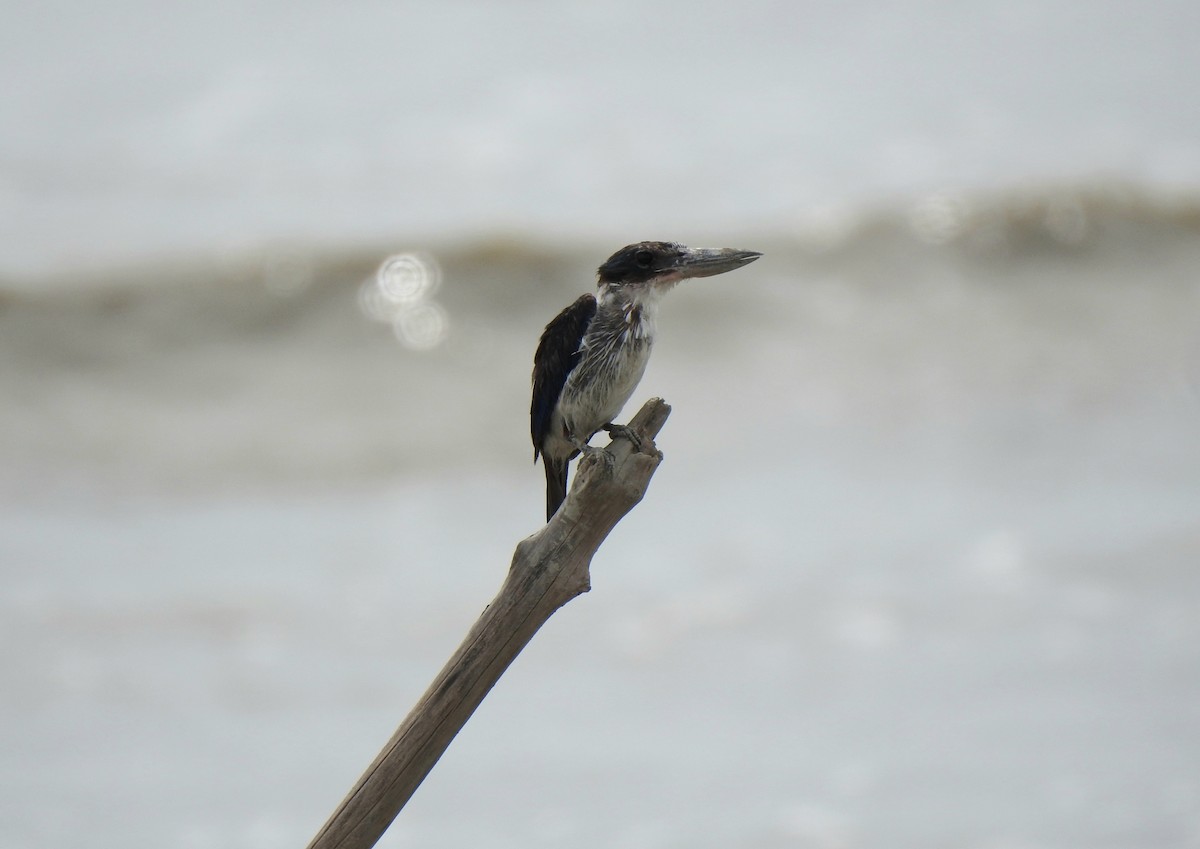 Collared Kingfisher - ML642006626
