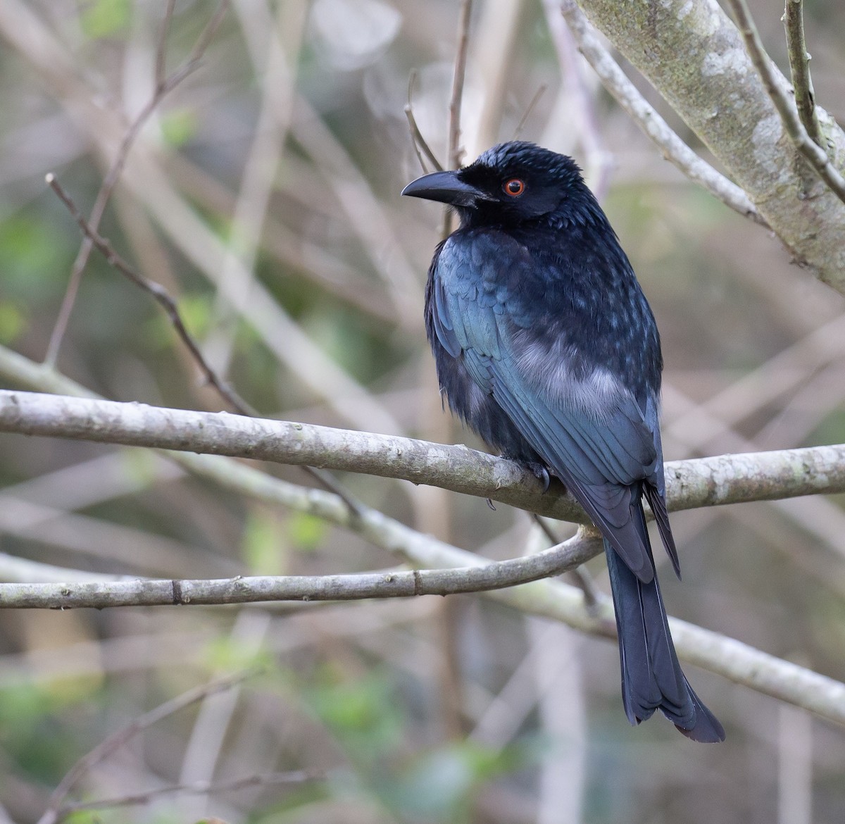 Drongo pailleté - ML642006650