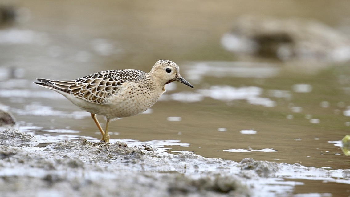 Ухаа элсэг - ML642006658