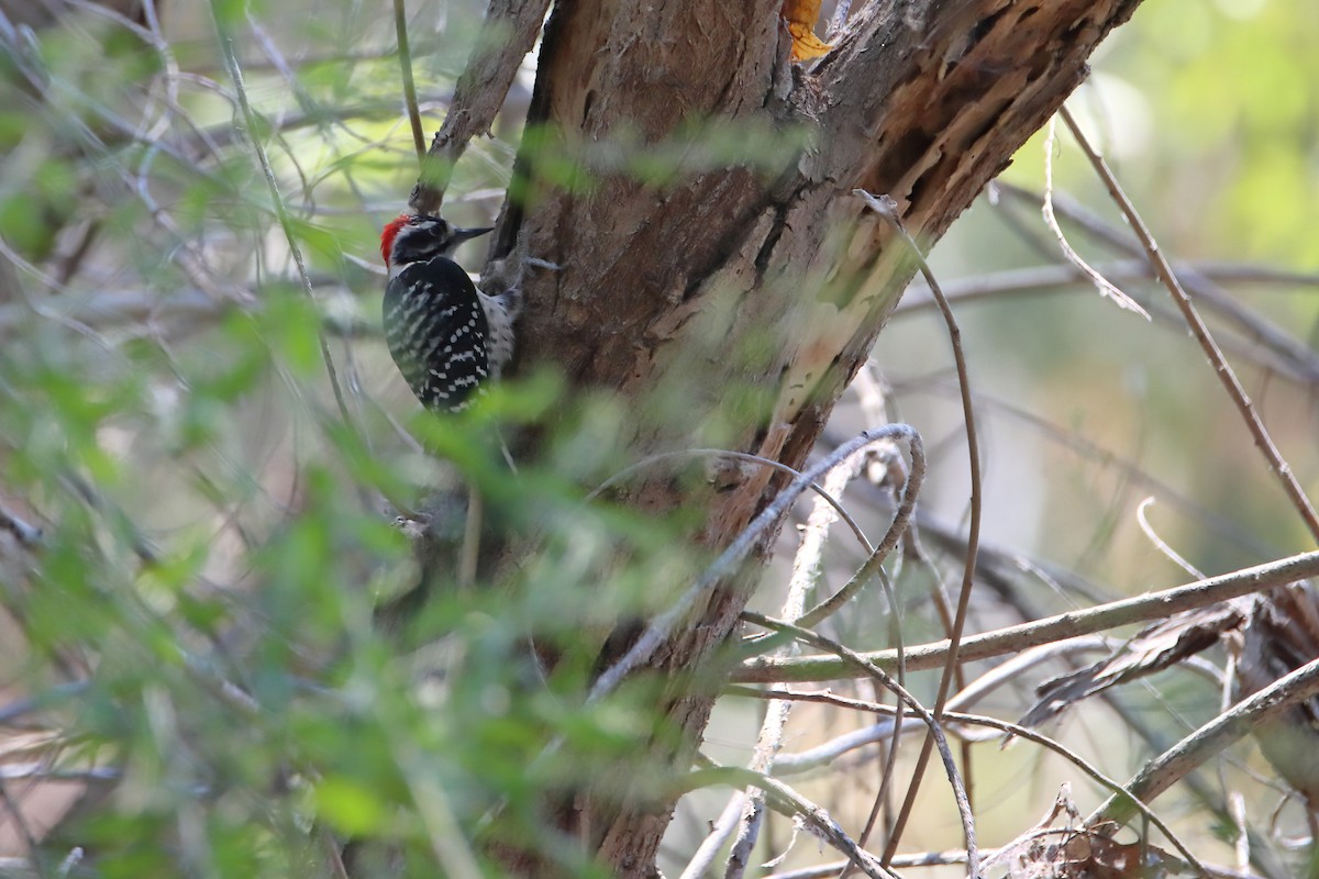 Nuttall's Woodpecker - ML642006667