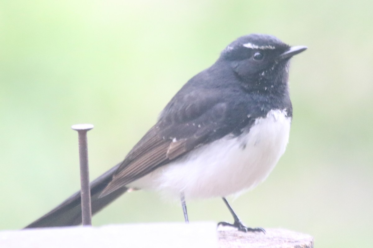 Willie-wagtail - ML642006672