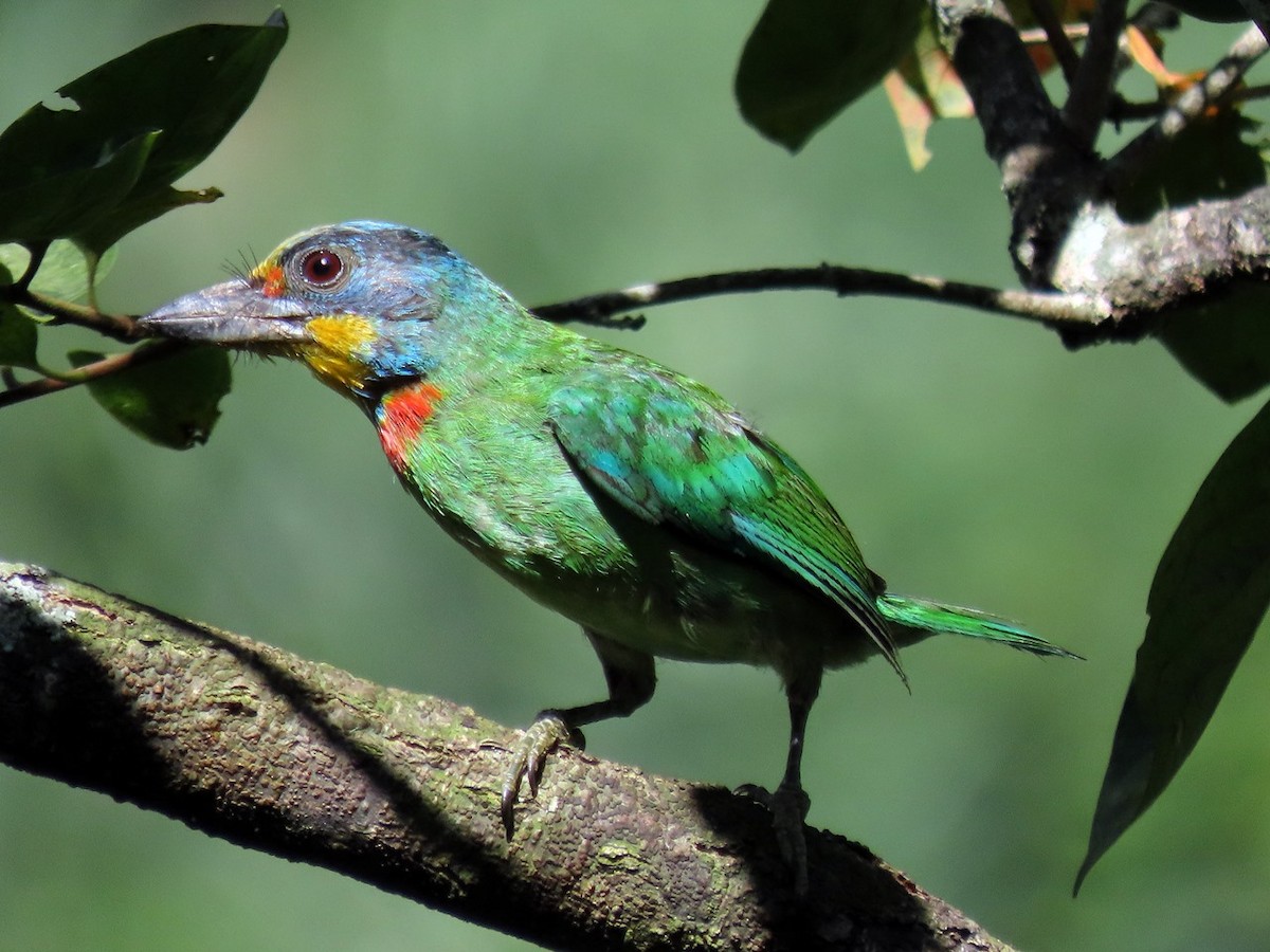 Taiwan Barbet - ML642006675