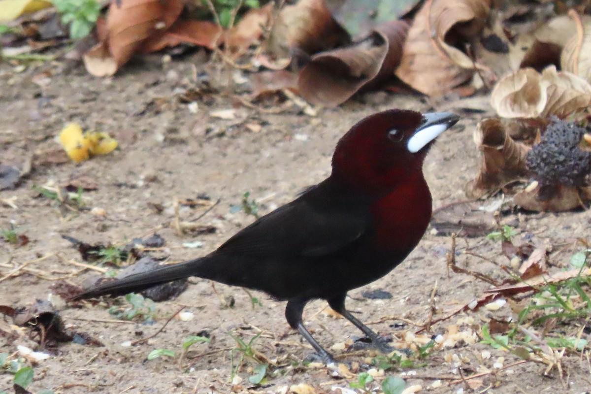 Silver-beaked Tanager - ML642006676