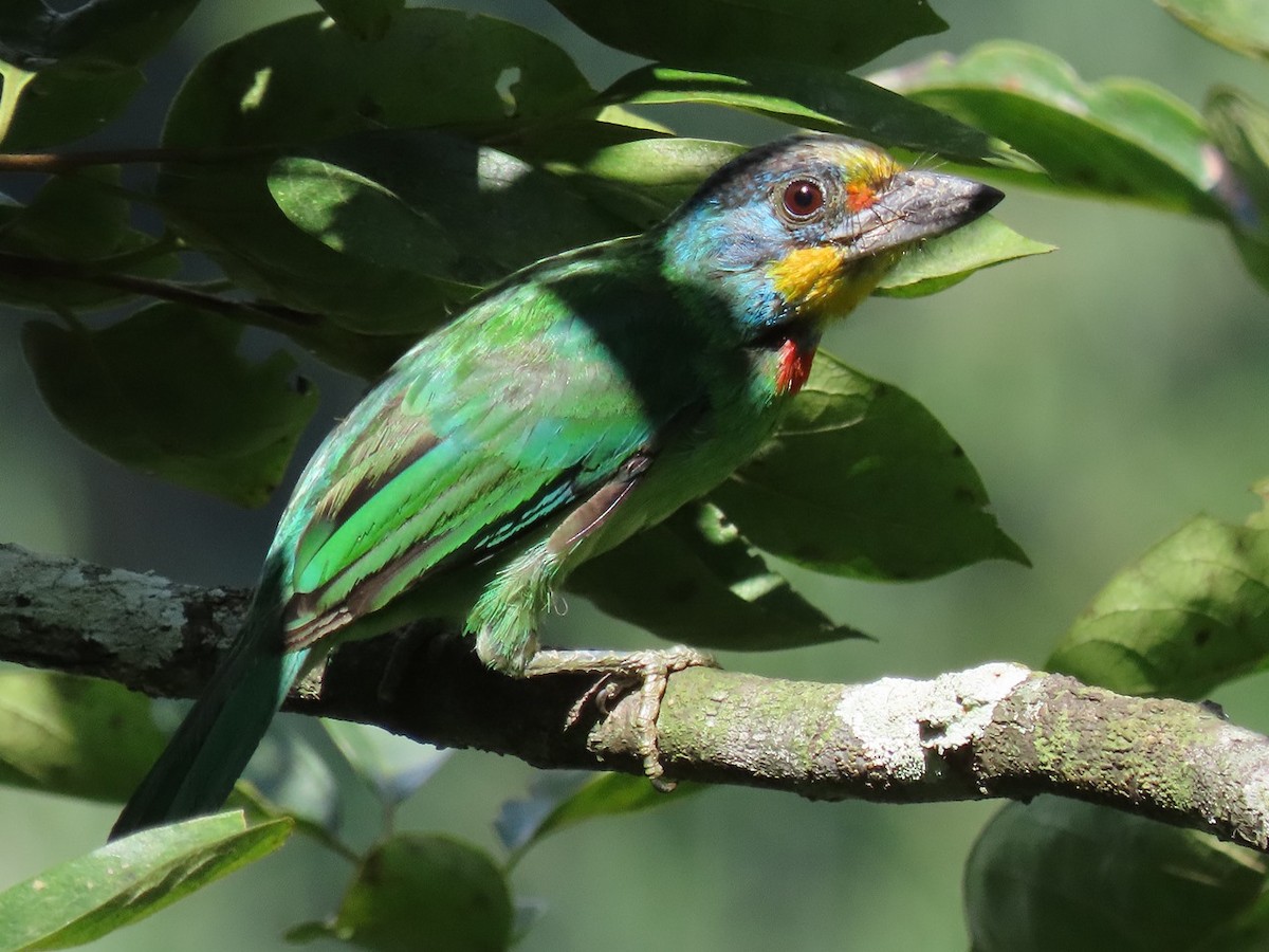 Taiwan Barbet - ML642006677