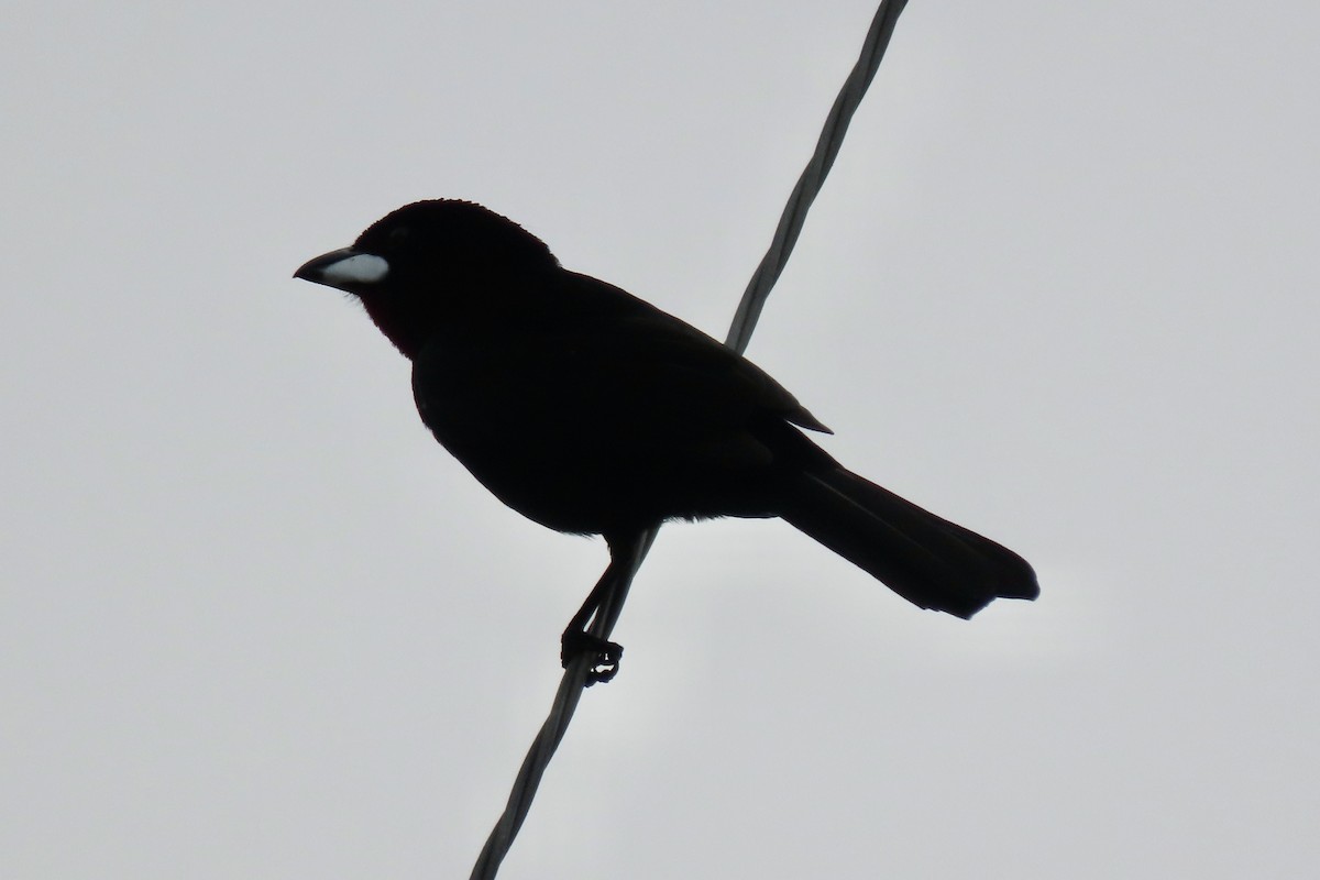 Silver-beaked Tanager - ML642006679
