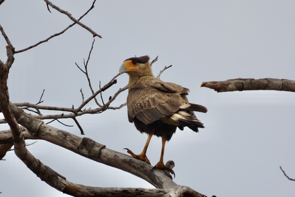 Crested Caracara - ML642006684