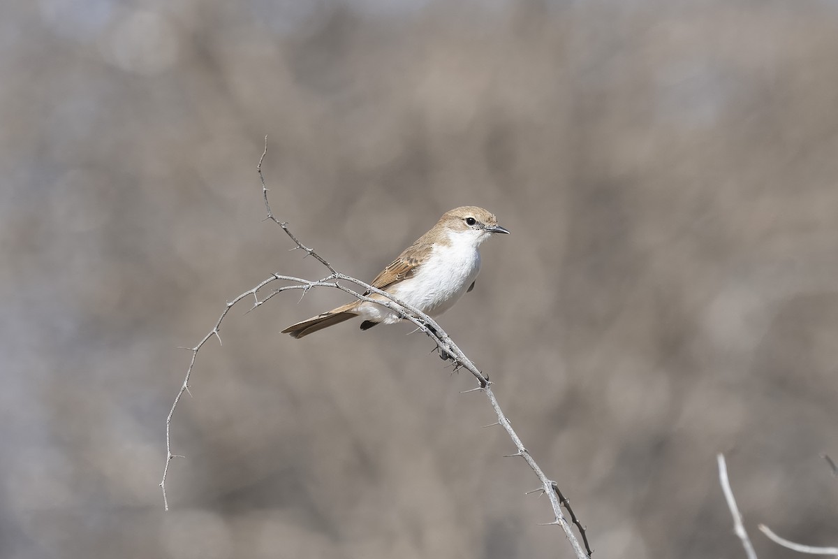 Marico Flycatcher - ML642006692