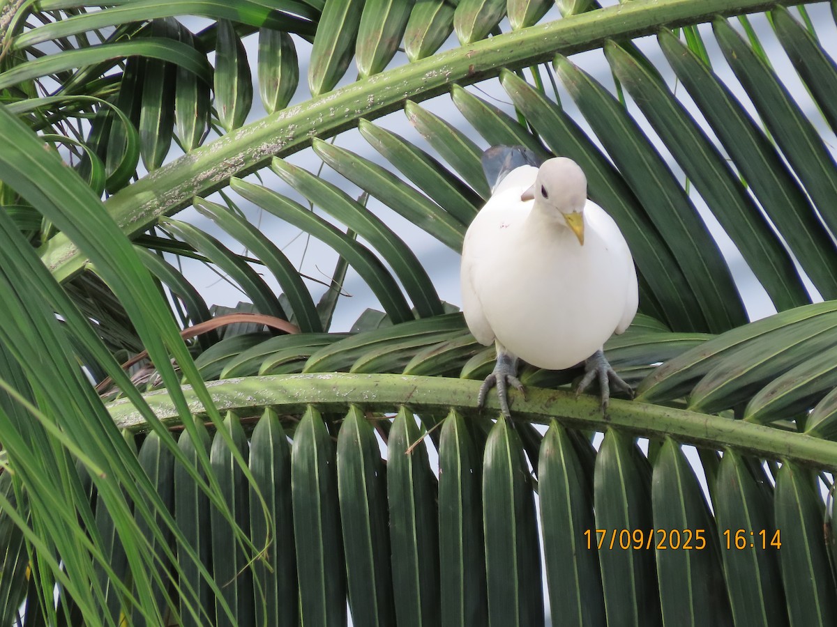 Torresian Imperial-Pigeon - ML642006694
