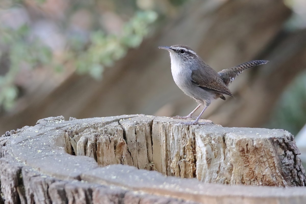 Bewick's Wren - ML642006695