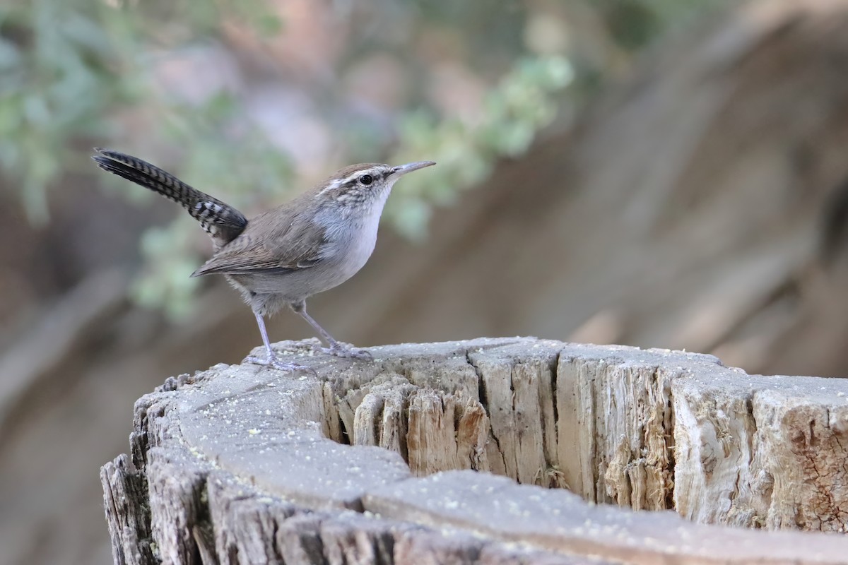 Bewick's Wren - ML642006697