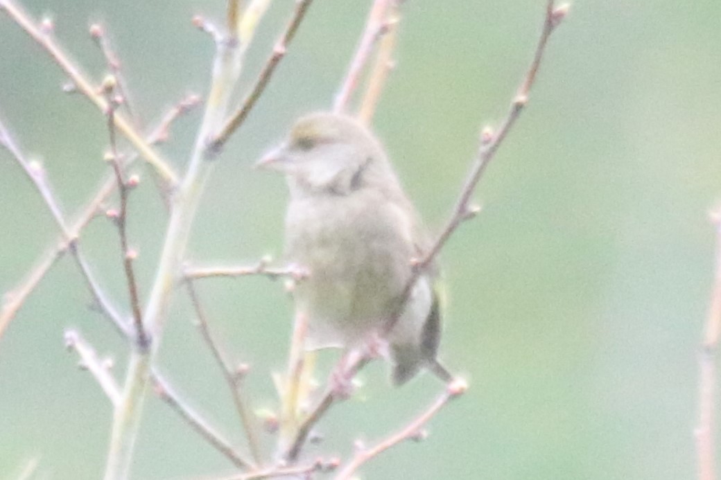 European Greenfinch - ML642006717