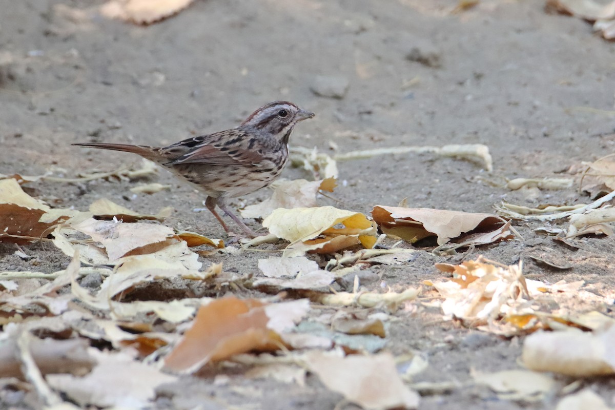 Song Sparrow - ML642006722