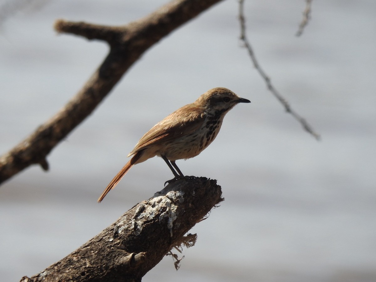 Spotted Morning-Thrush - ML642006723
