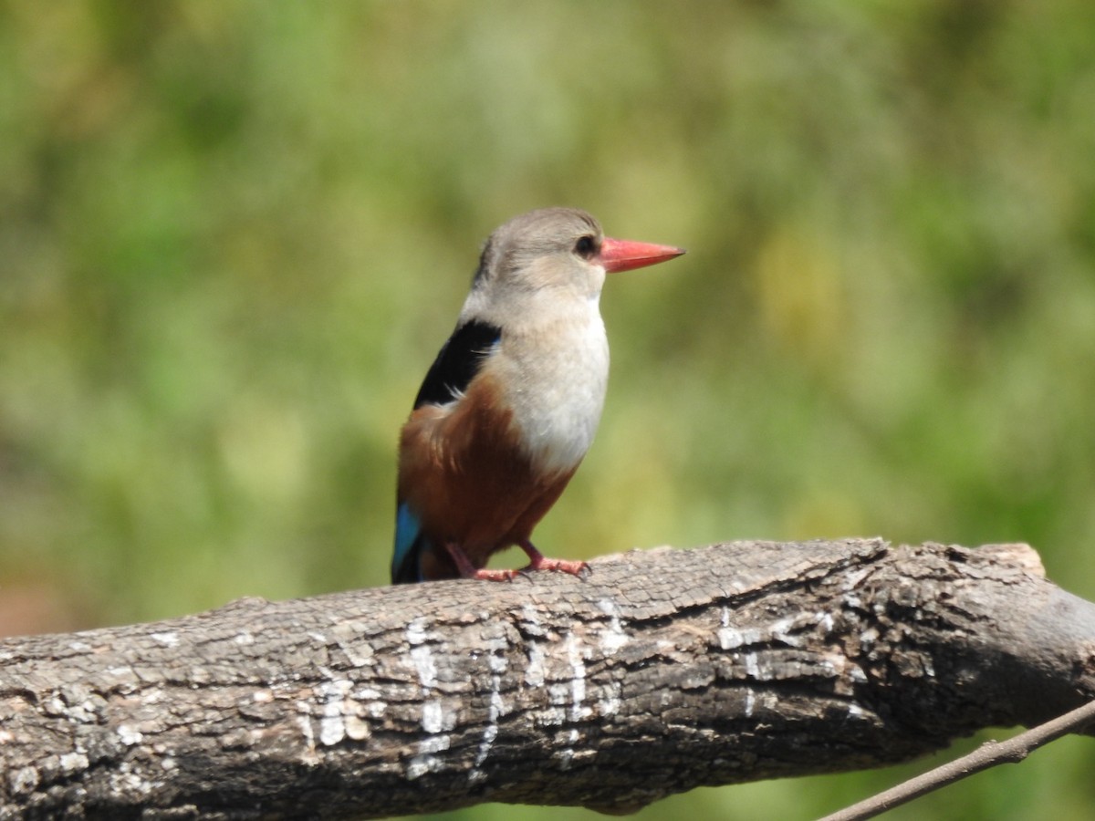 Gray-headed Kingfisher - ML642006724