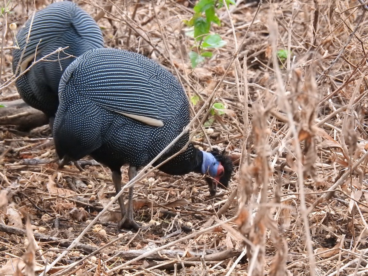 Eastern Crested Guineafowl - ML642006738