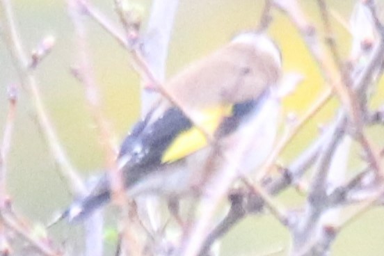 European Goldfinch - ML642006740