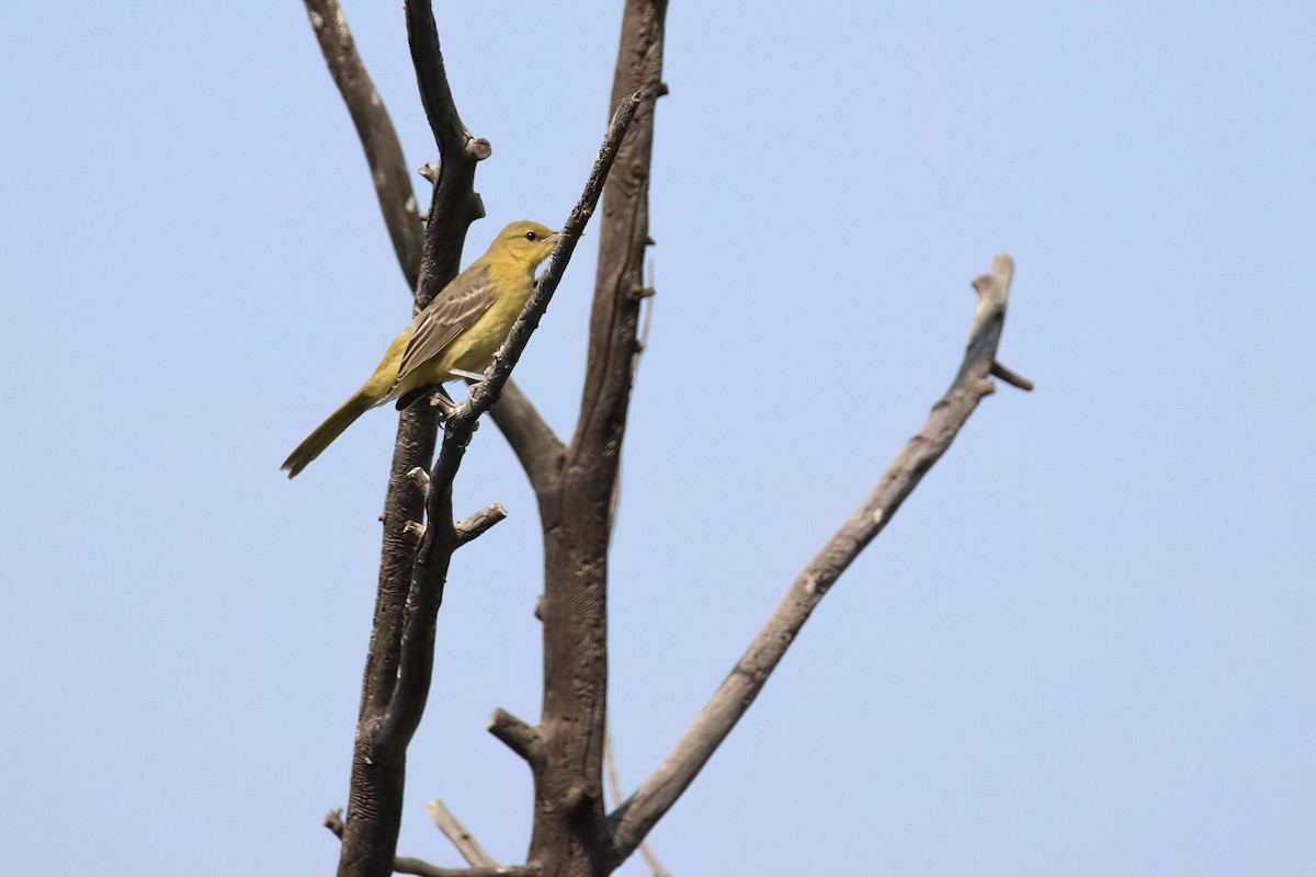 Hooded Oriole - ML642006741