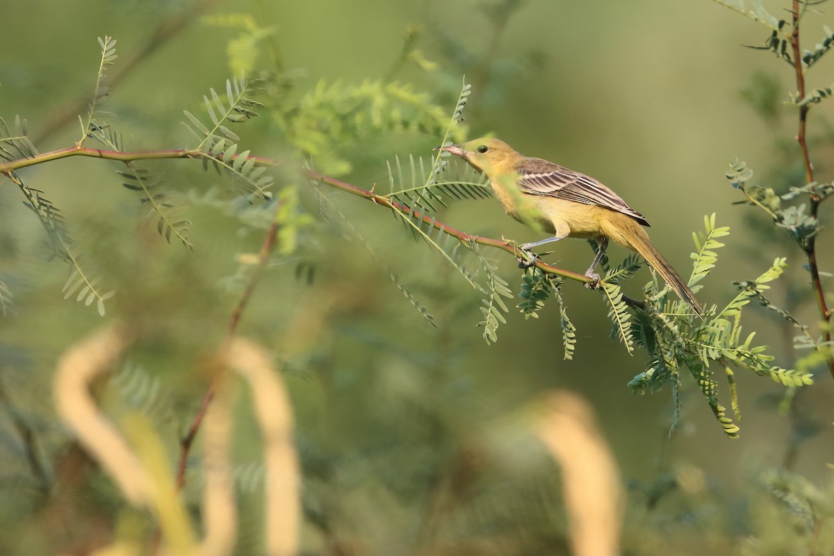 Hooded Oriole - ML642006742