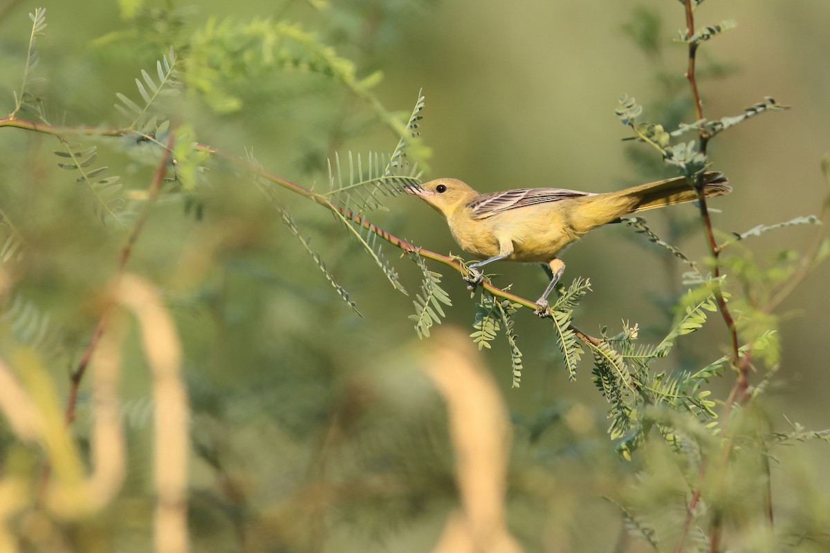 Hooded Oriole - ML642006743