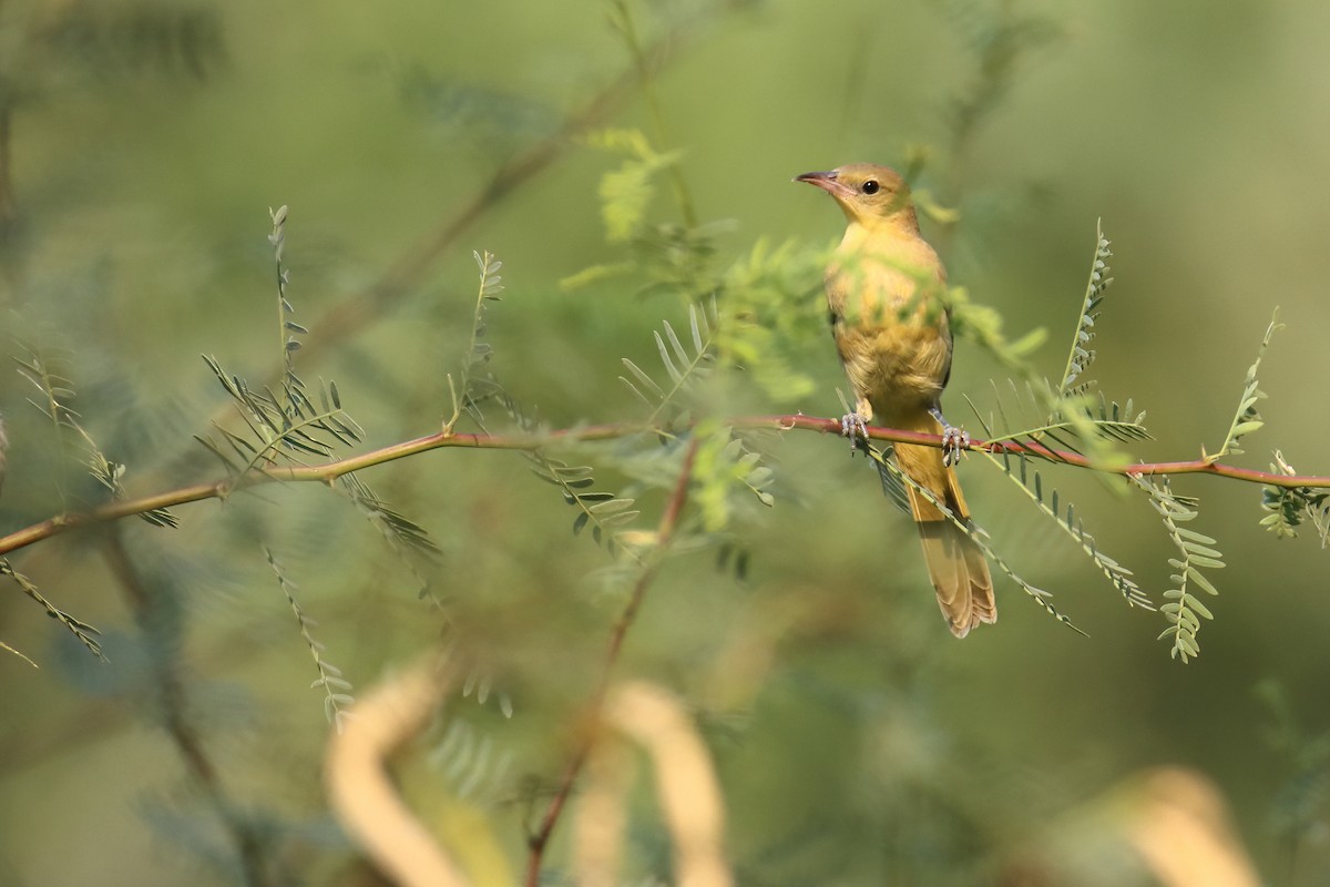 Hooded Oriole - ML642006744