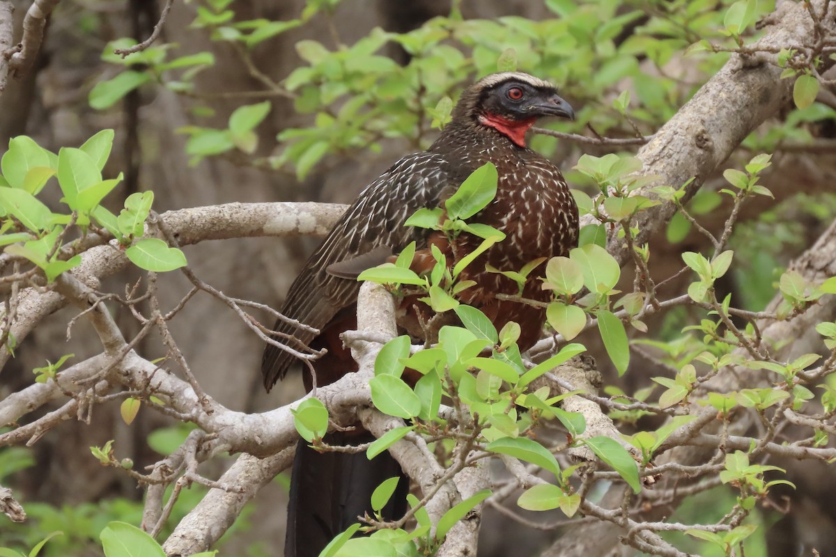 Chestnut-bellied Guan - ML642006748