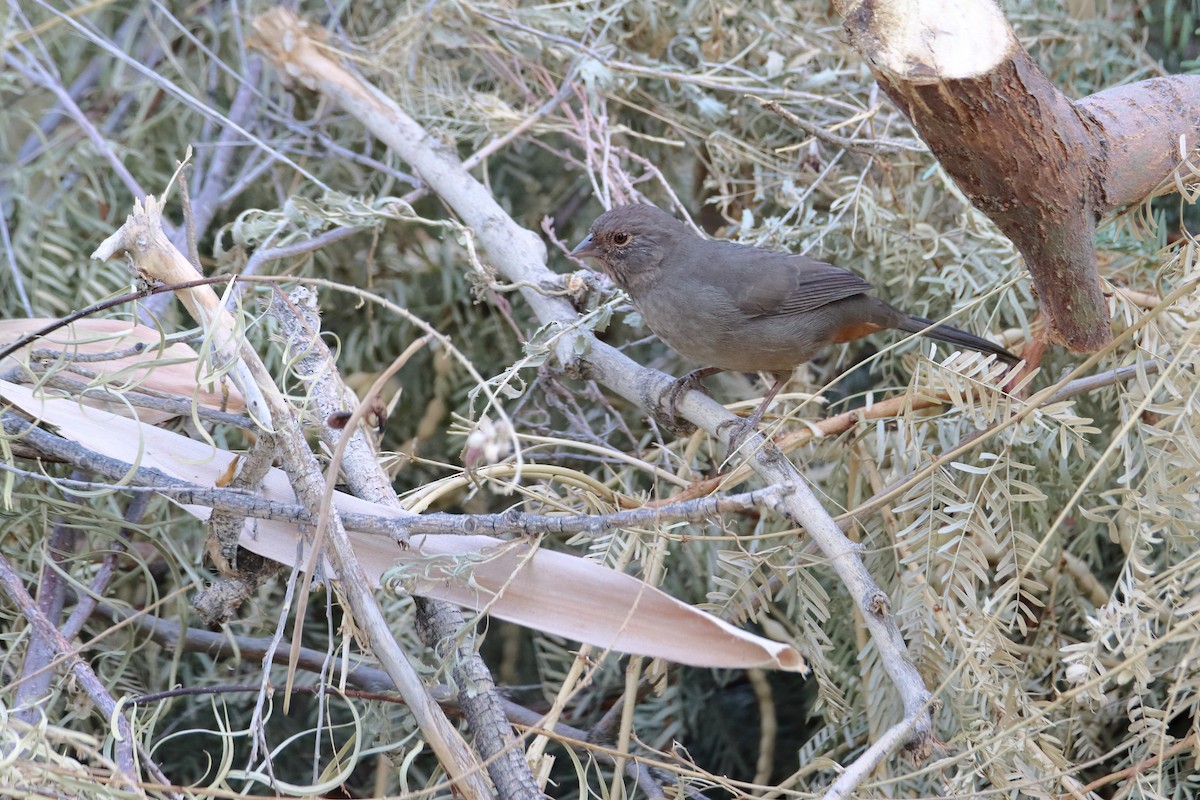 California Towhee - ML642006750