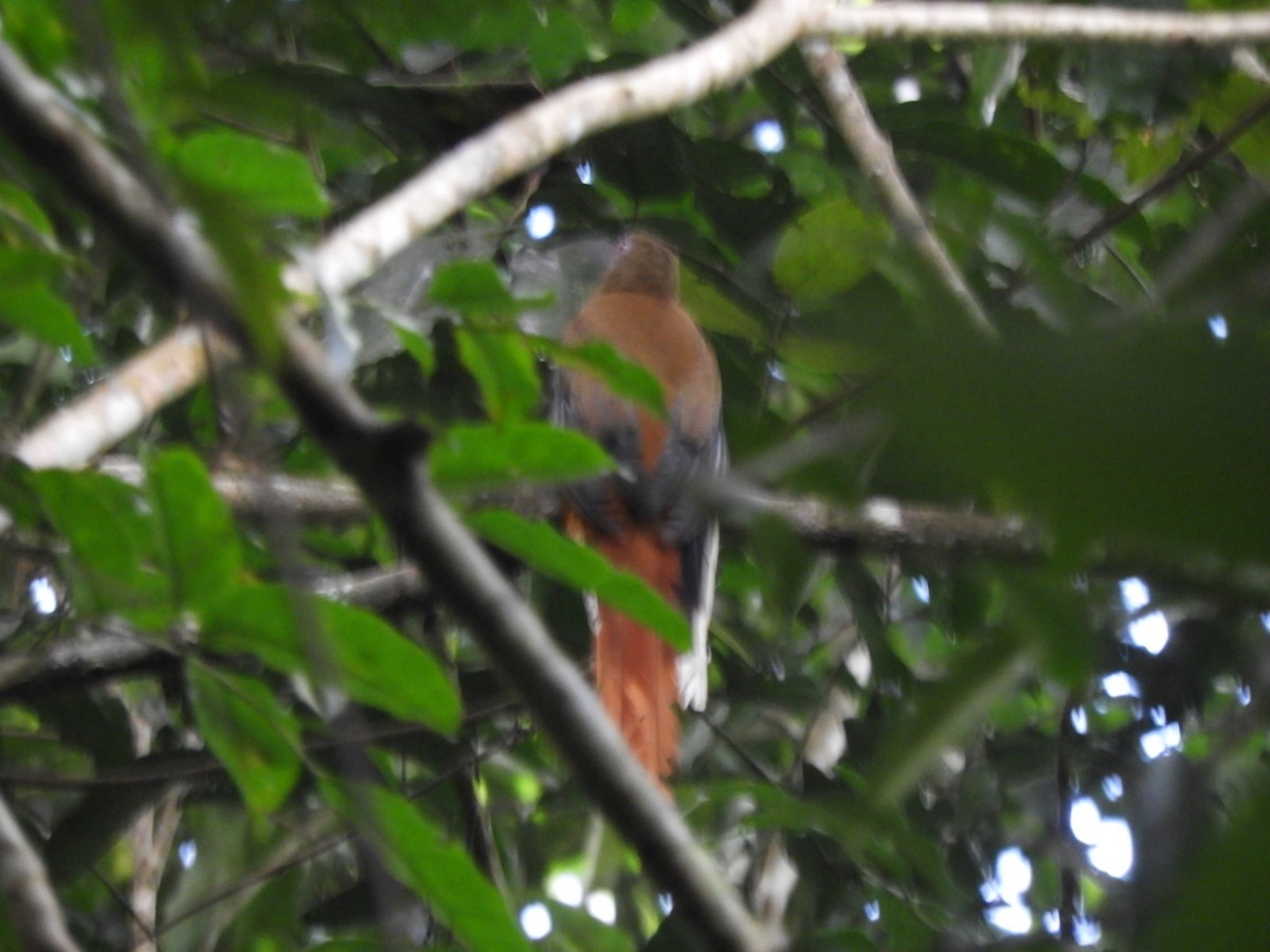 Orange-breasted Trogon - ML642006751