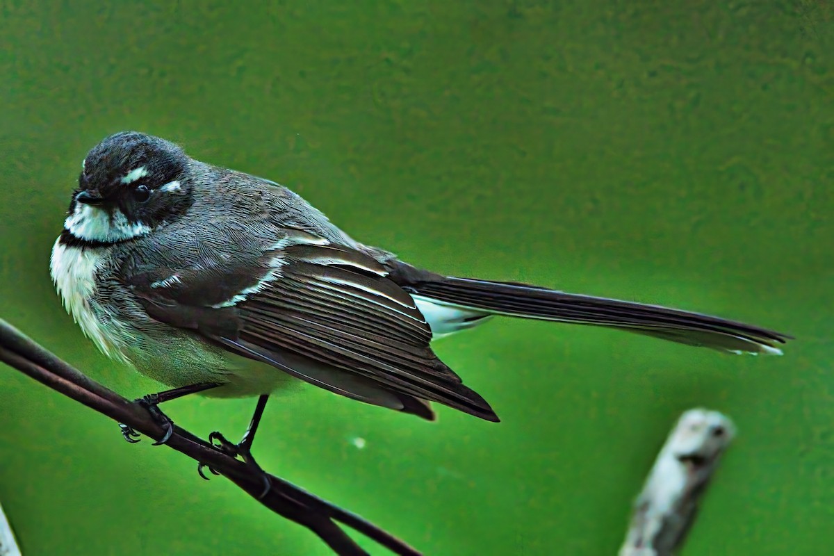 Gray Fantail - ML642006800