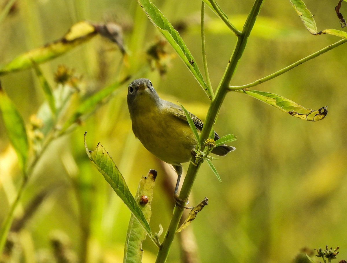 Nashville Warbler - ML642006801