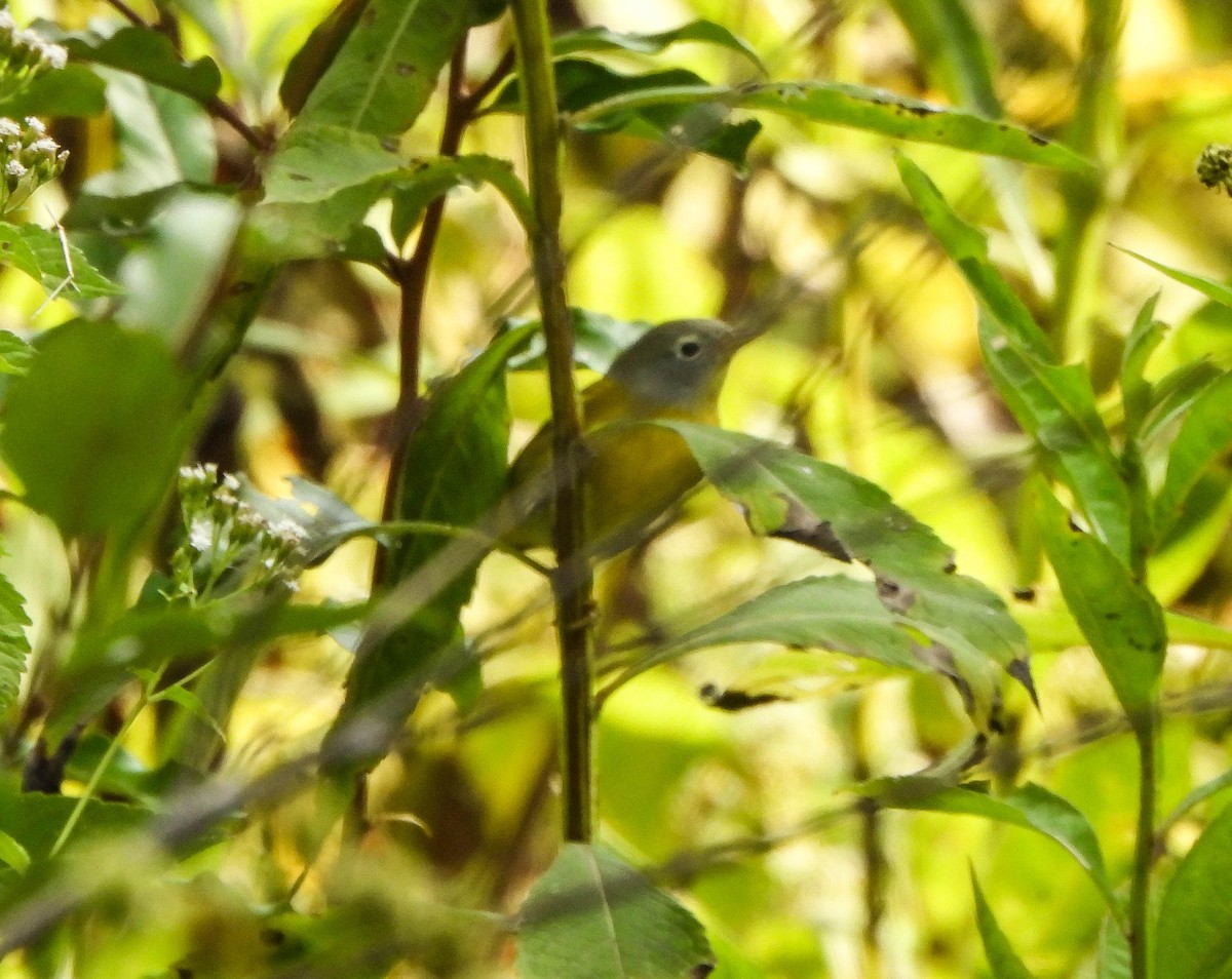 Nashville Warbler - ML642006803
