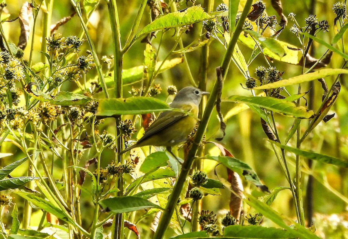 Nashville Warbler - ML642006805