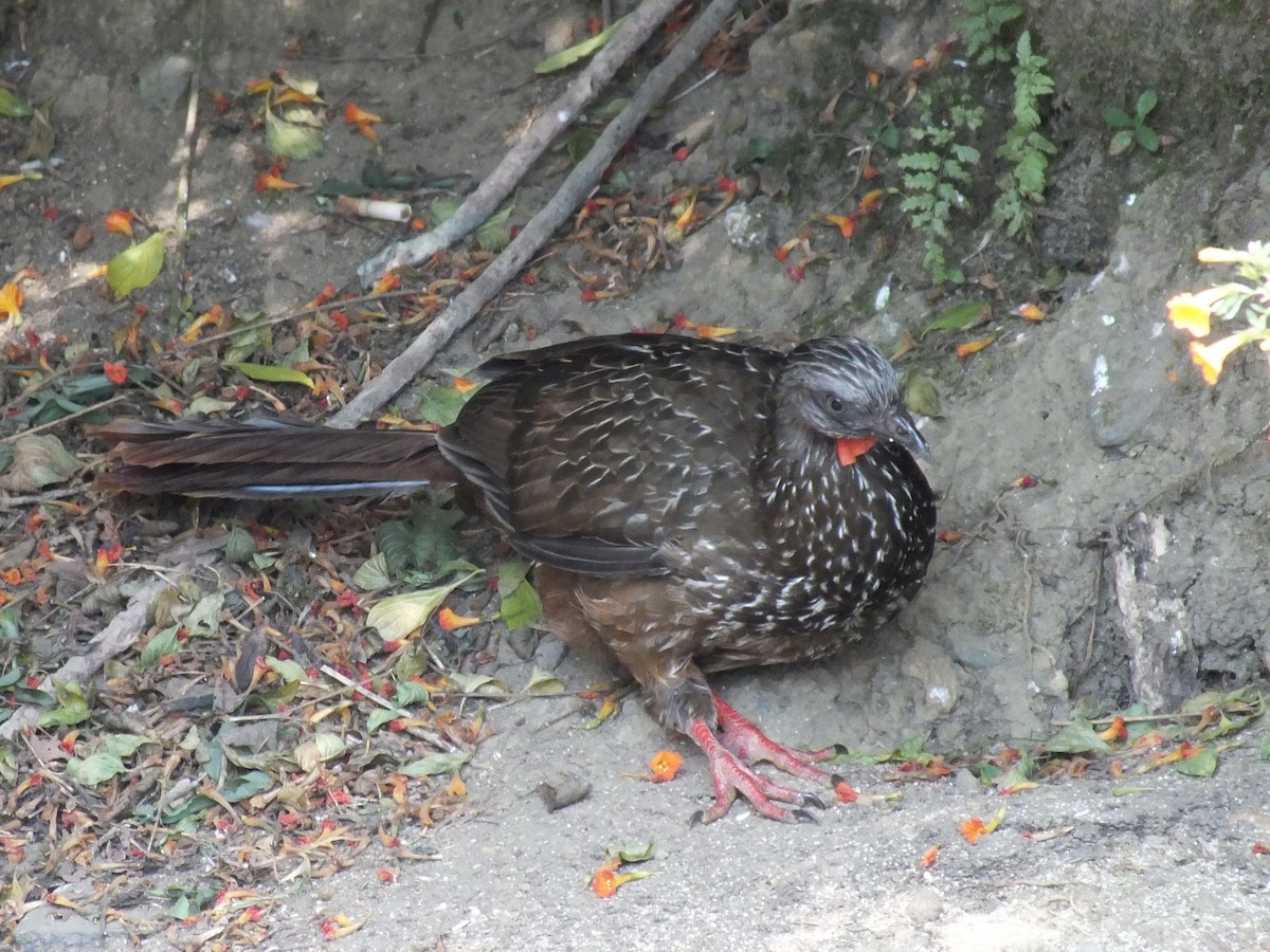 Band-tailed Guan - ML642006808