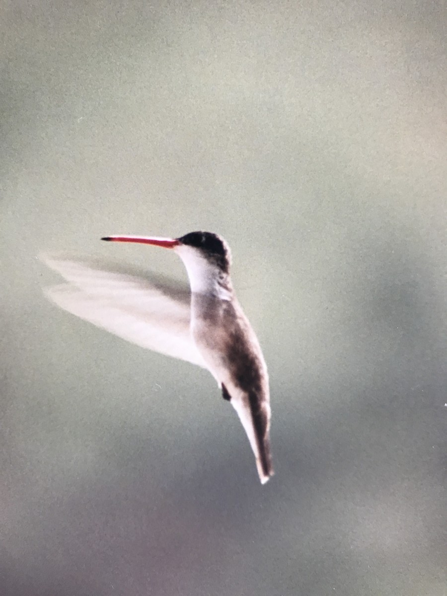 kolibřík fialovokorunkatý - ML64200681