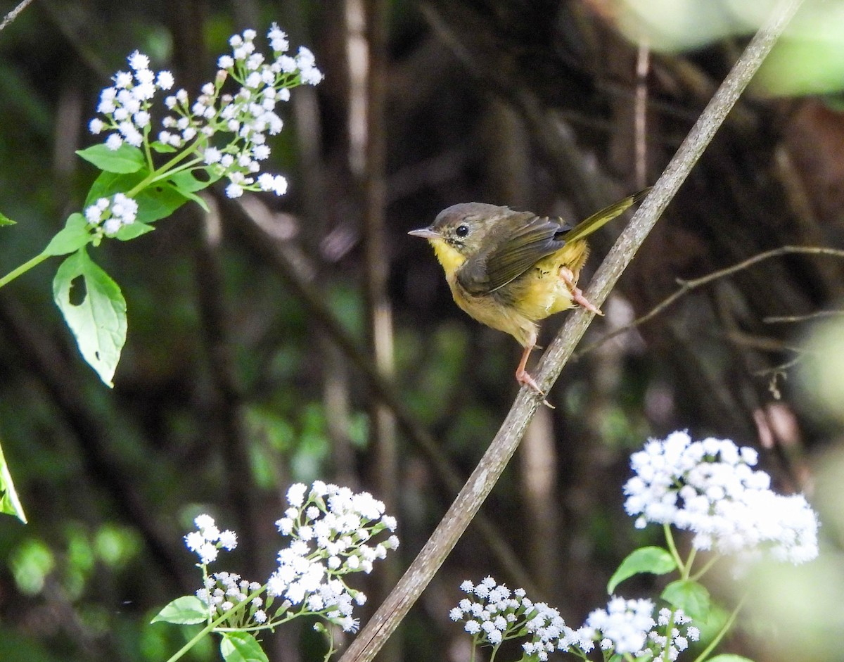 Common Yellowthroat - ML642006813