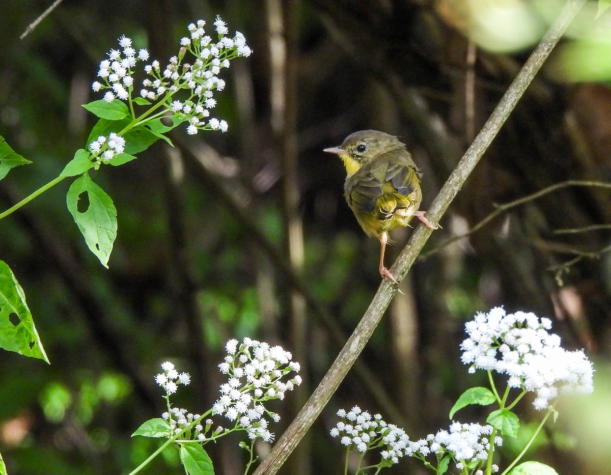 Common Yellowthroat - ML642006814
