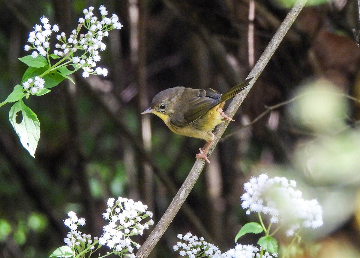 Common Yellowthroat - ML642006815