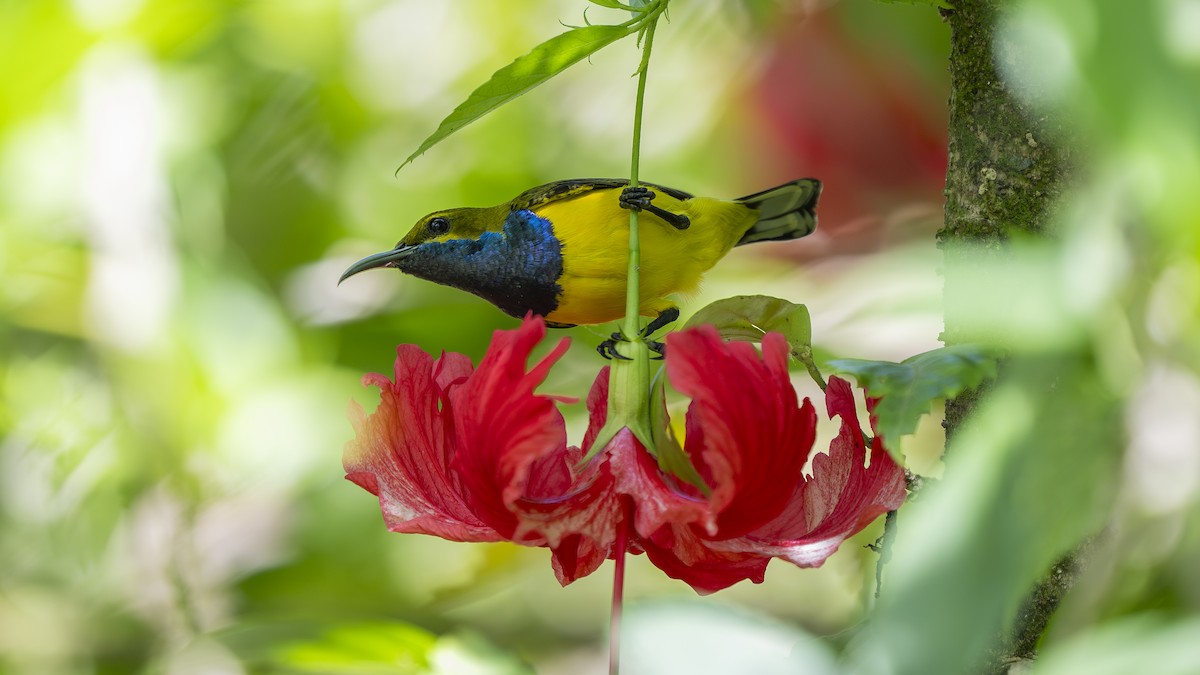 Sahul Sunbird - ML642006817