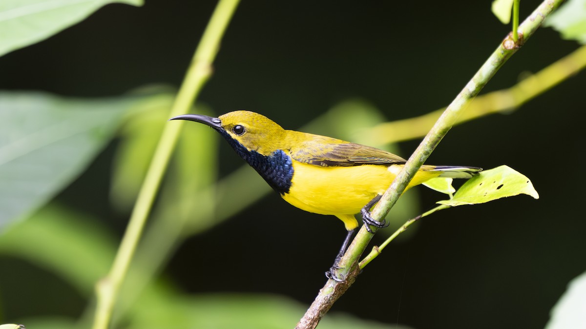 Sahul Sunbird - ML642006818