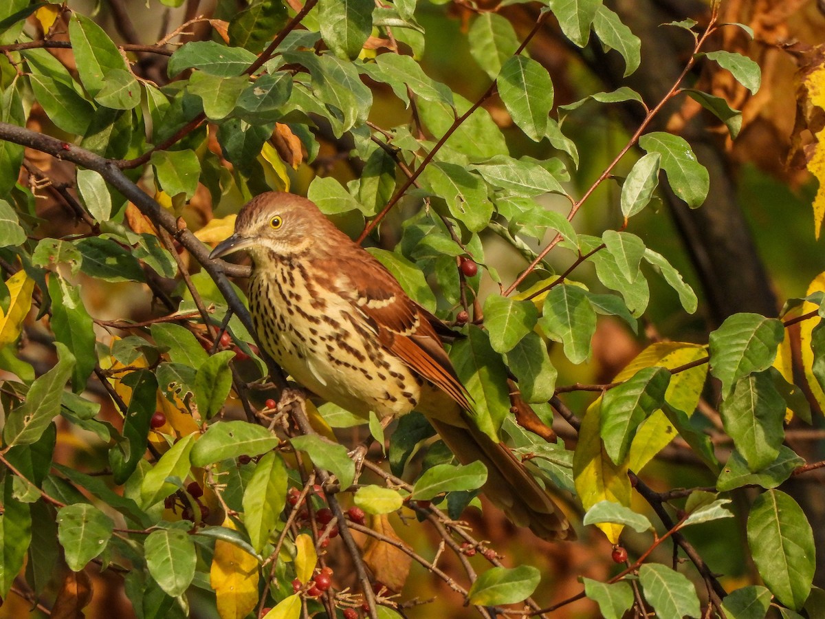 brunspottefugl - ML642006846
