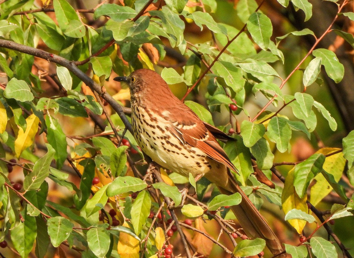 brunspottefugl - ML642006847