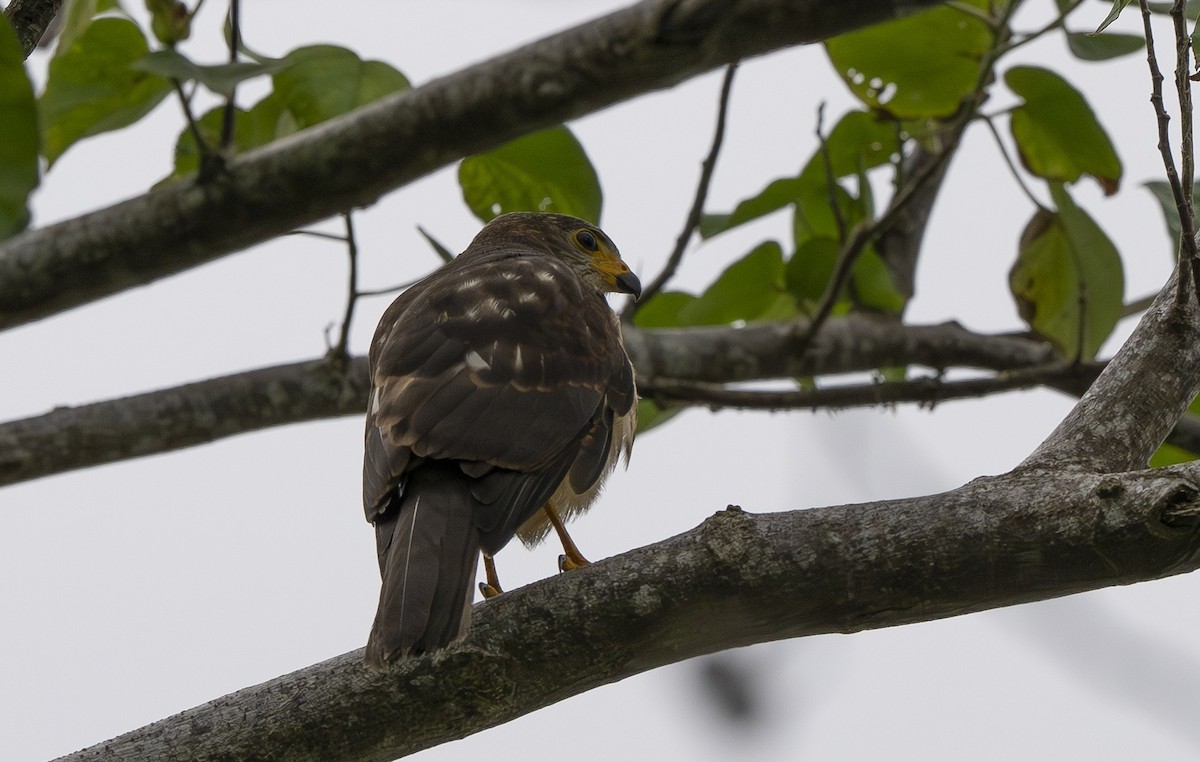 Variable Goshawk - ML642006851