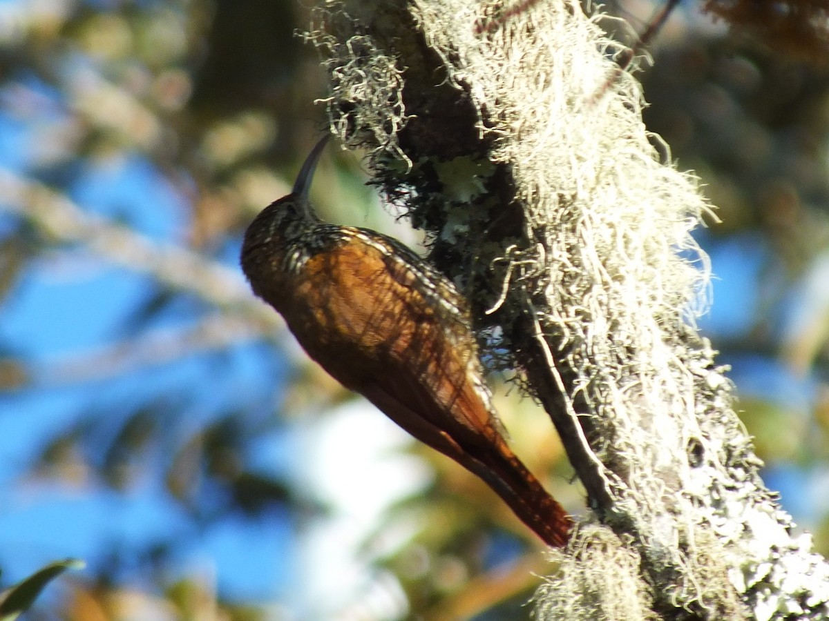 Montane Woodcreeper - ML642006852