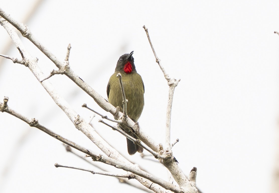 Yellow-vented Myzomela - ML642006853