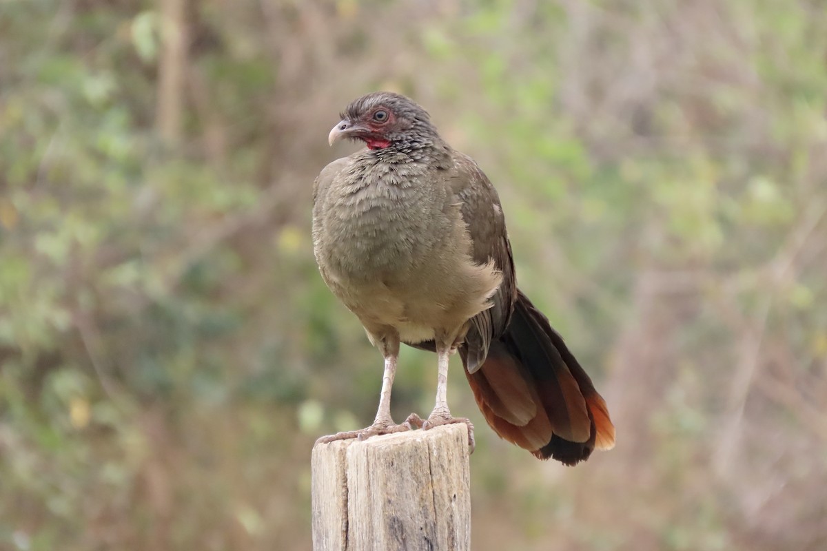 Chaco Chachalaca - ML642006854