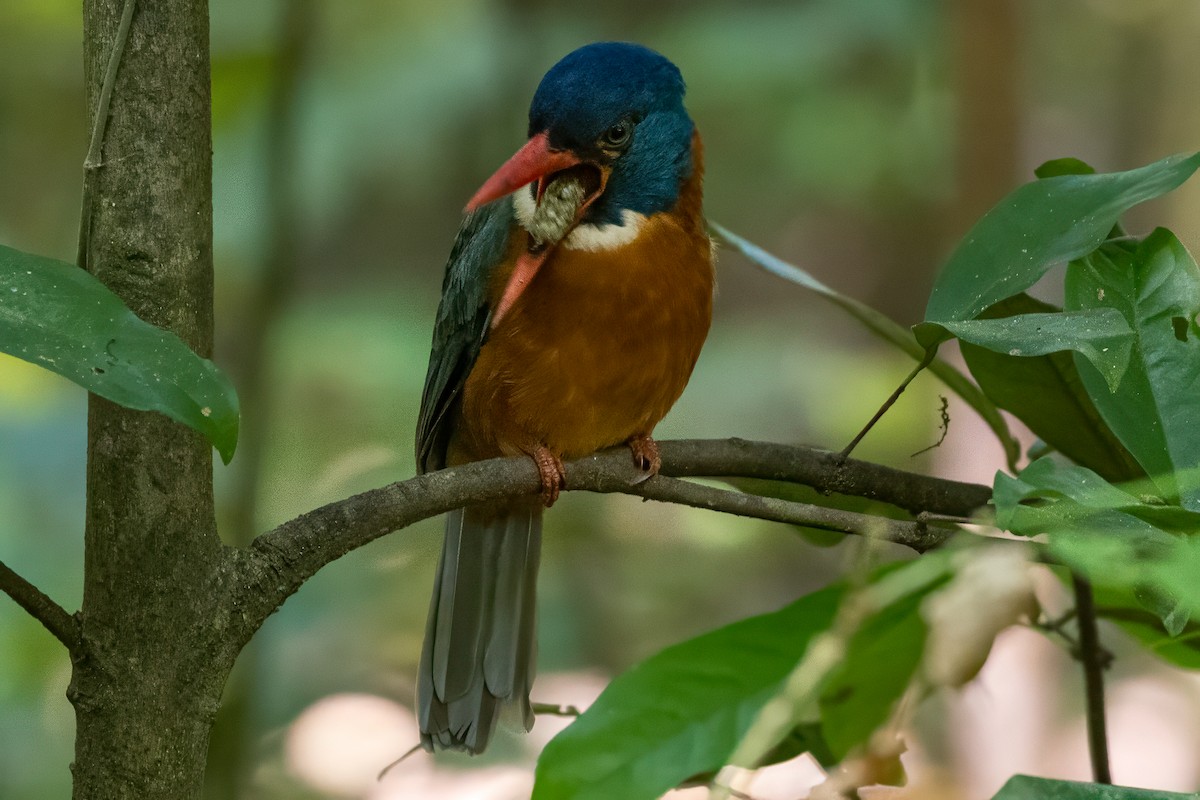 Green-backed Kingfisher (Blue-headed) - ML642006856
