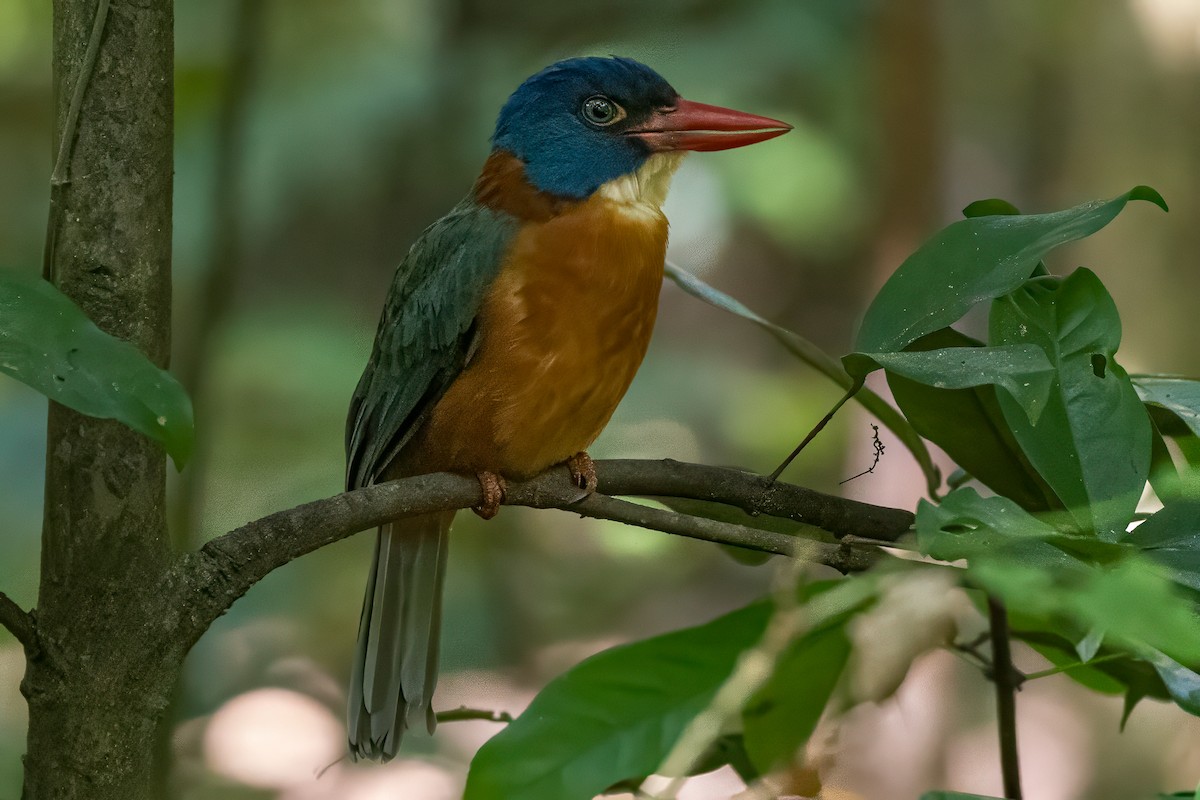 Green-backed Kingfisher (Blue-headed) - ML642006857