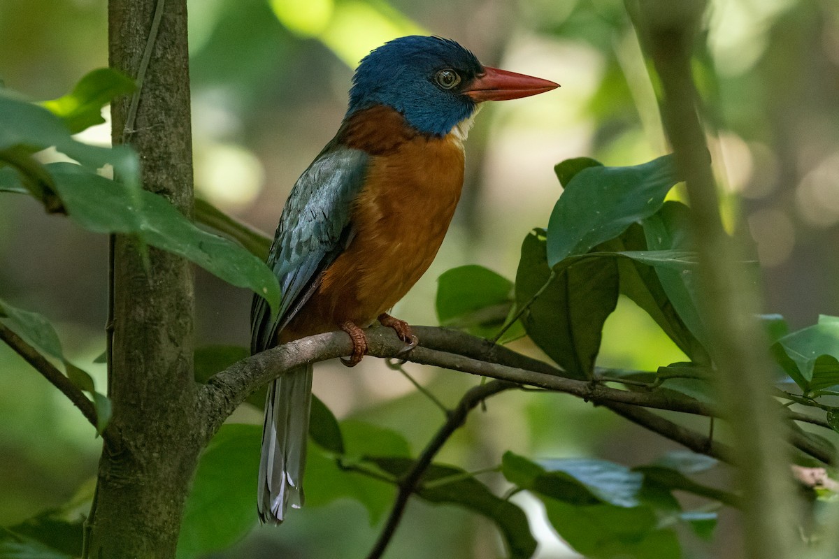 Green-backed Kingfisher (Blue-headed) - ML642006858